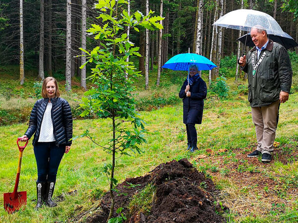 Nytt tre i statsrådskogen