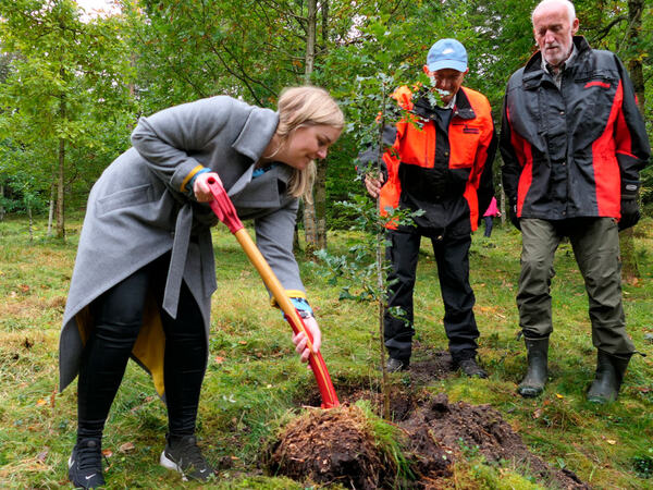 Nytt tre i statsrådskogen