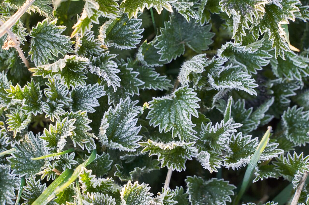Brennesle frost vinter høst natur unsplash