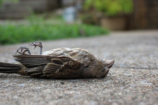 død fugl