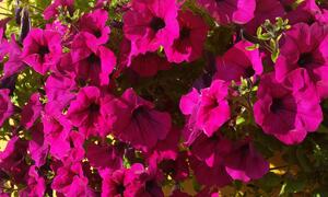 Bilde av blomster