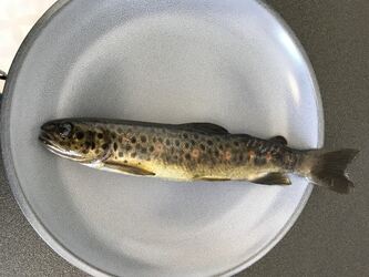 Liten og uheldig Liten og uheldig