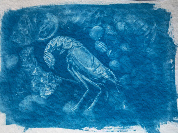 Bente Klevenberg – Cyanotypi.Bromkameratenes utstilling. Nordre Follo Bibliotek, til 2. juni 2021.