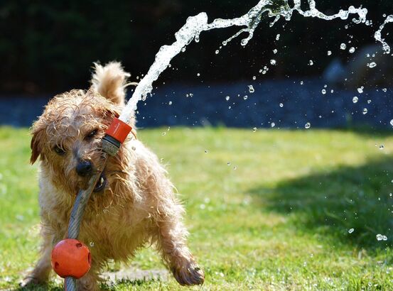 Hund med vannslange fra pixabay
