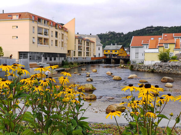 Lundeåne med blomster