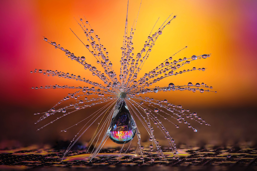 Little-Dandelion-umbrella-by-Petra-Jung-CEWE-Photo-Award-Category-winner-Nature