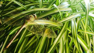 a-flying-friendly-insect-hides-in-leaves-of-green-2021-09-01-14-14-02-utc