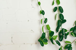 close-up-of-green-indoor-plant-on-white-wall-inte-2021-11-01-21-05-20-utc