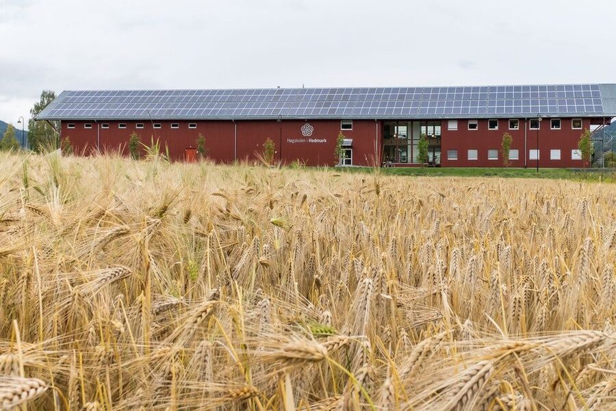 Campus Evenstad ved Høgskolen i Innlandet.
