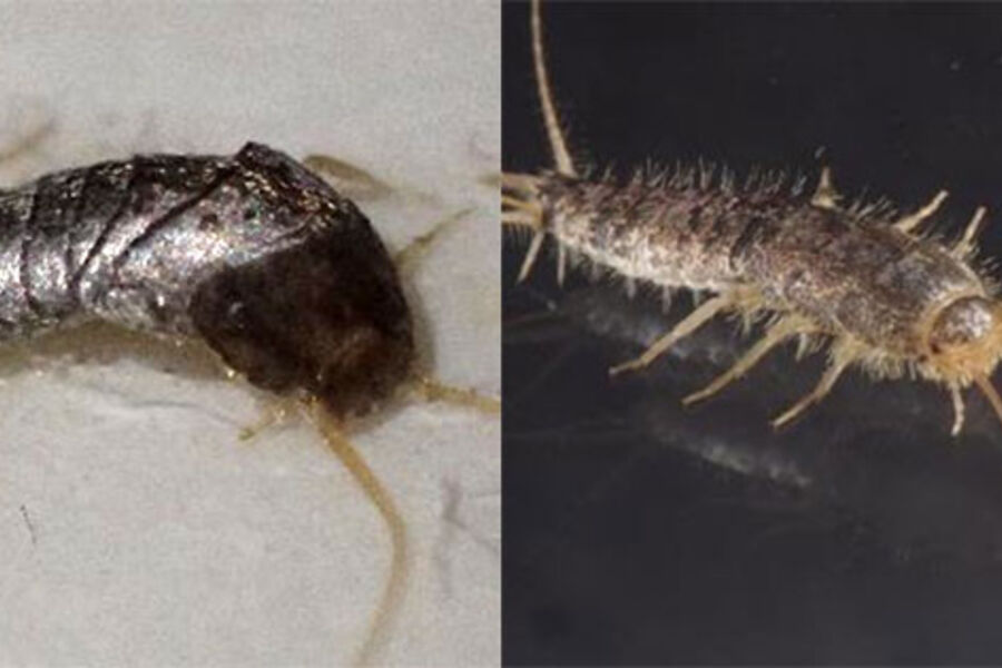 FØLG MED: Sølvkre (til venstre) og skjeggkre ser ganske like ut, men er likevel veldig forskjellig. Sølvkre trives best i fuktighet mens skjeggkre hvor det er tørt og fuktig. Foto: Mycoteam