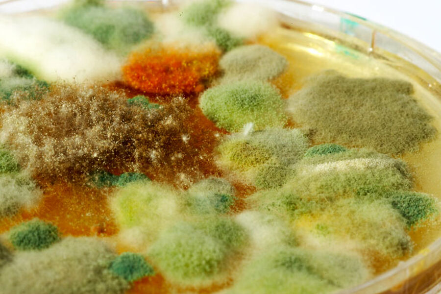 Muggsopp  lett å dyrke, krevende å tolke. Foto: Mycoteam