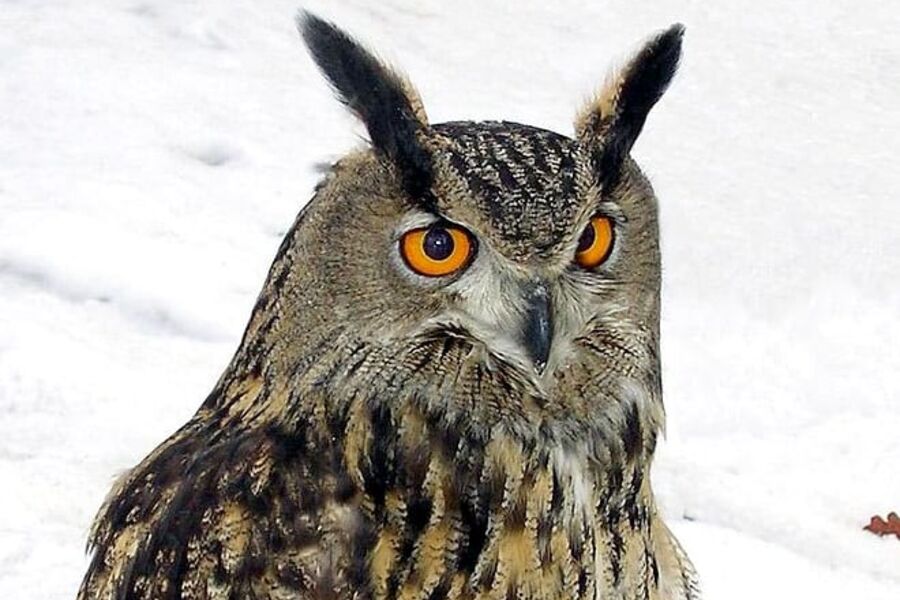 Hubroen kan puste lettet ut: Det blir ikke vindkraft på Moi/-Laksesvelafjellet nettopp av hensyn til hubroen.