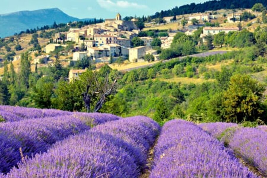 Høysommer i Provence er en fargerik opplevelse. Da blomstrer lavendelen i hele provinsen. Foto: Dreamstime/Jayanand Govindara