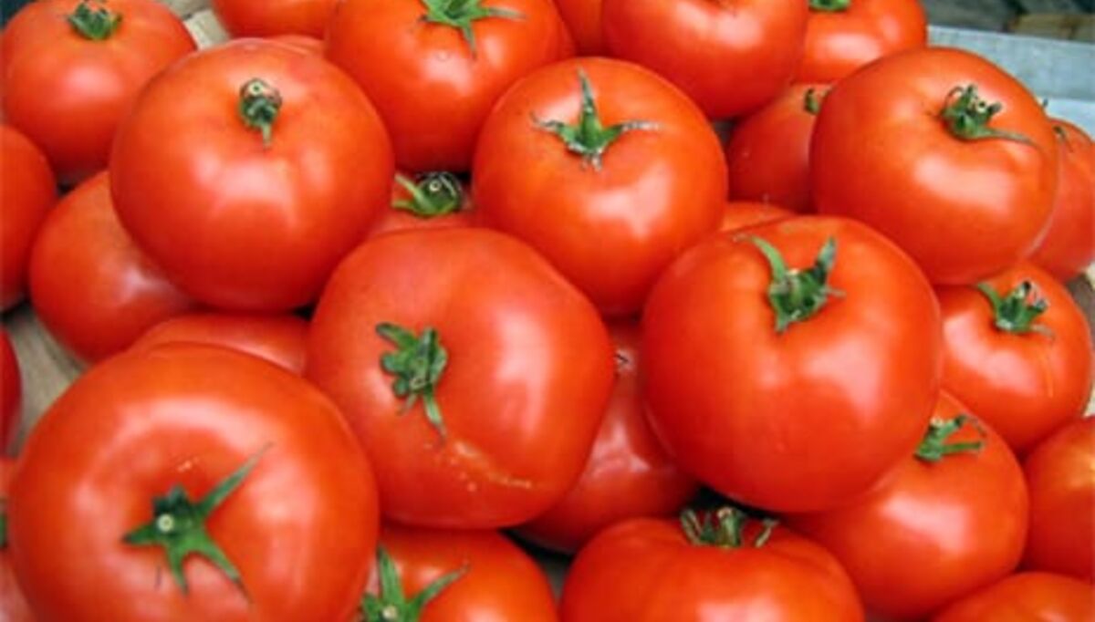 tomater-til-halv-energipris-2