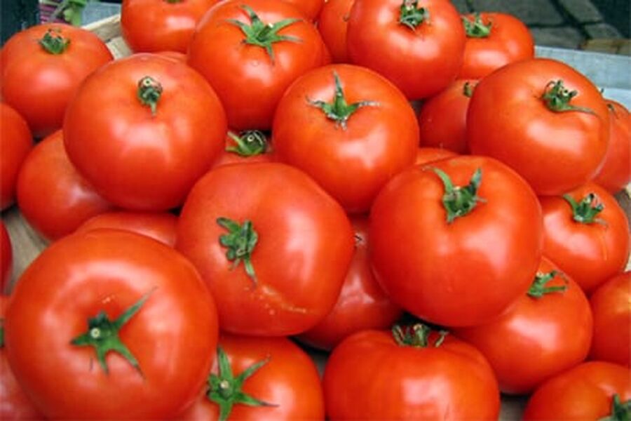 100 000 tomatplanter skal produsere ca 1500 tonn tomater årlig med halvt energiforbruk.