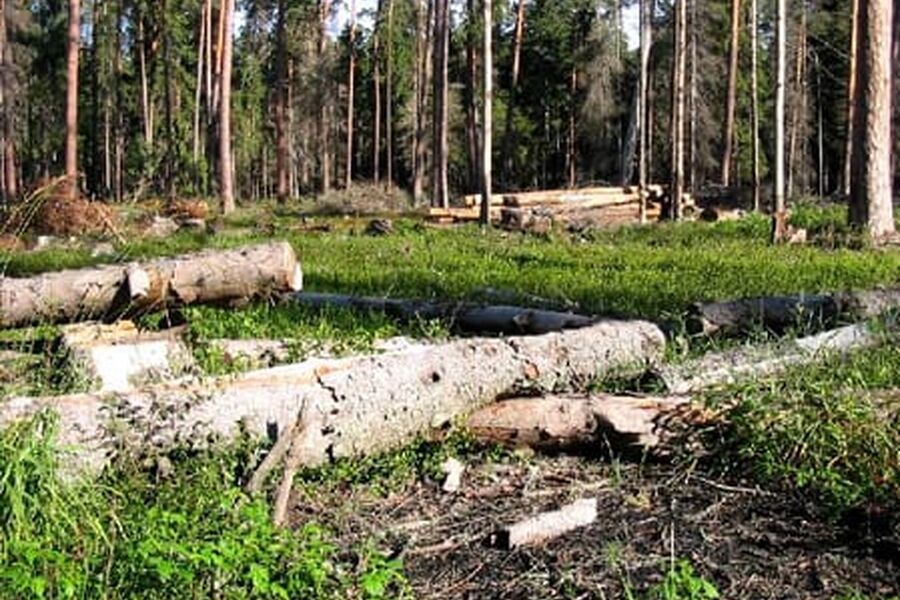 En liten gjennomgang av bioenergiens status i Norden gir Norge en klar jumboplass.