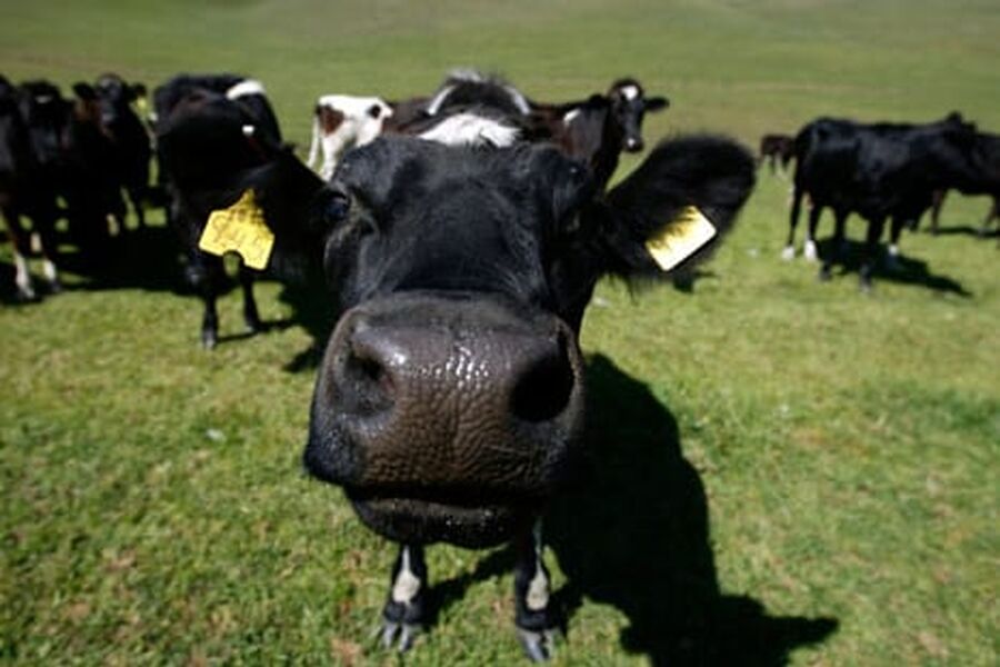 Drammen Gassverk skal distribuere metangass fra biogass og naturgass til Drammensregionen. Illustrasjonsfoto.