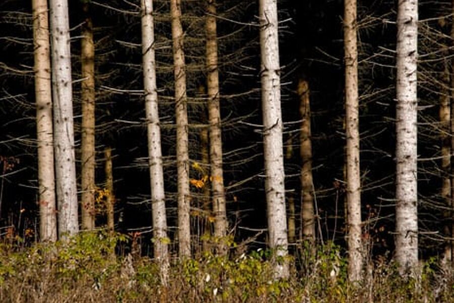 Biomasse er en fellesbetegnelse på produkter fra skog og jordbruk som kan brennes. Den overveiende del av tilgjengelig biomasse kommer fra skogen