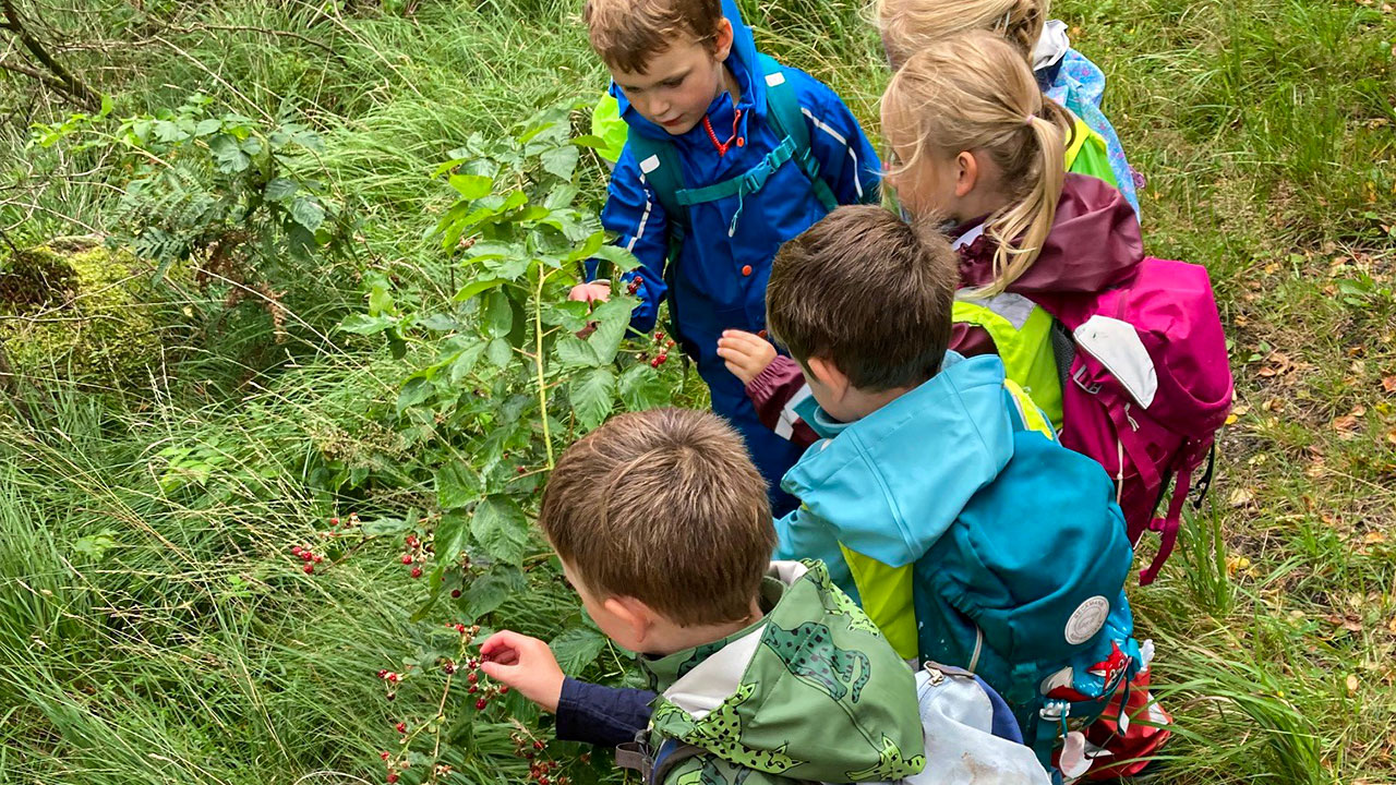 Barn som plukker bær i naturen