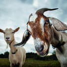 shutterstock_794370853_cmyk_sml_v2