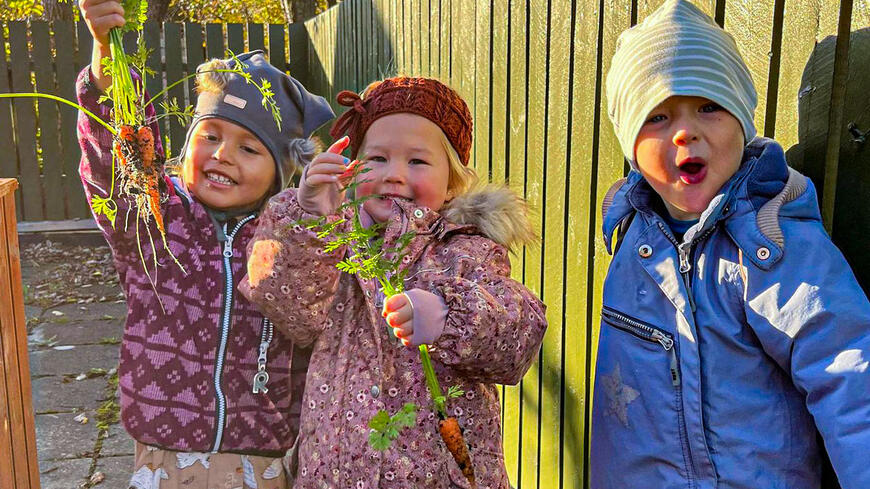 Barn i Jernhagen barnehage har plukket gulerøtter