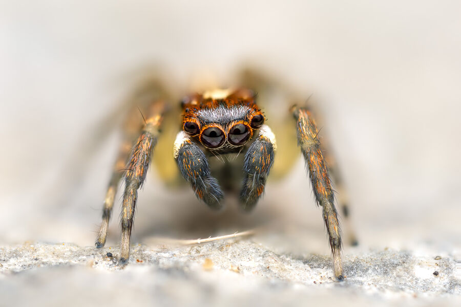 Chris_McGinnis_90Macro_041_(jumpingspider_stack_Helicon_Focus)__2022-11__OM-1__M