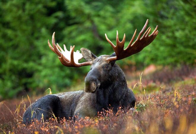 moose-g157886de1_1920