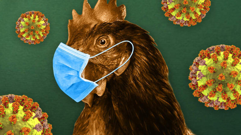 Fugleinfluensa