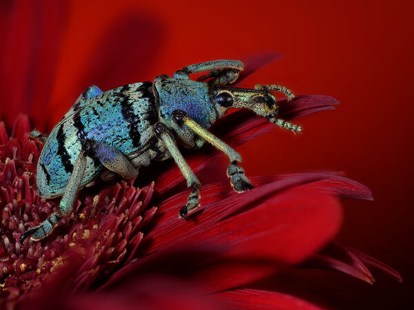 © Angi Wallace, Storbritannia