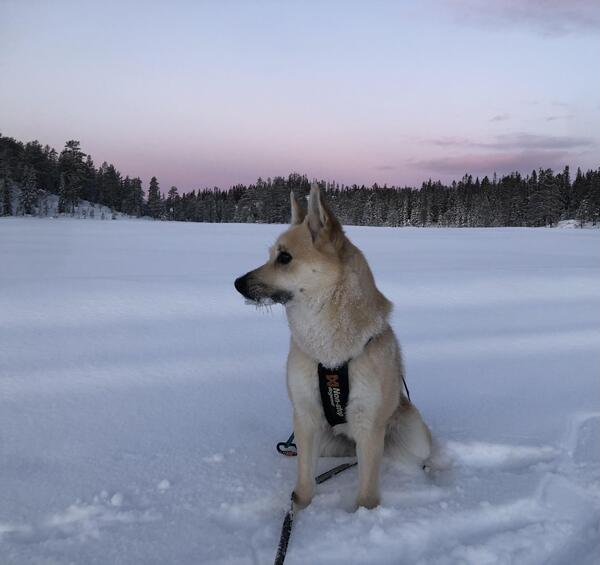 Hund i vinterlandskap