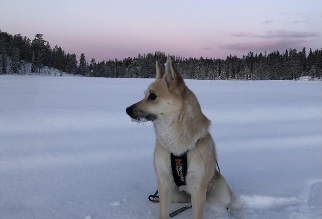 Hund i vinterlandskap