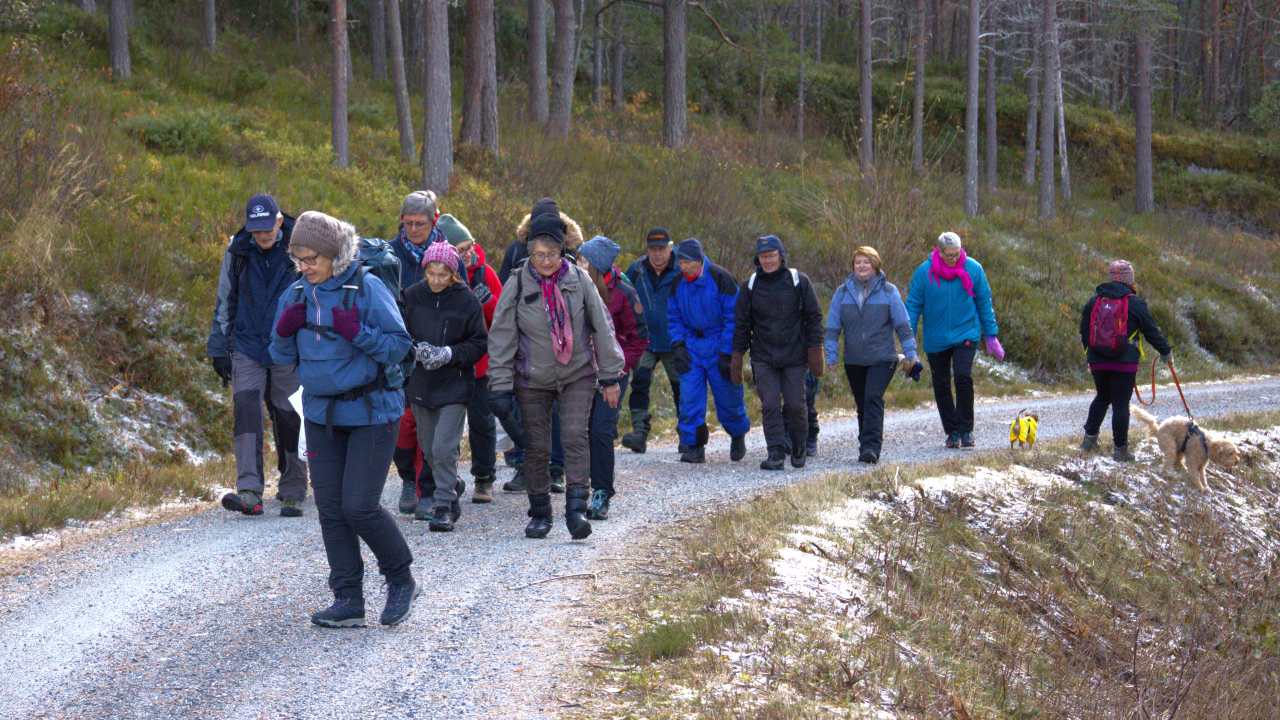 Folk går tur langs skogsvei i Mørsvikbotn