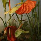 © Tine Poppe, Norway, Finalist, Professional competition, Creative, Sony World Photography Awards 2024