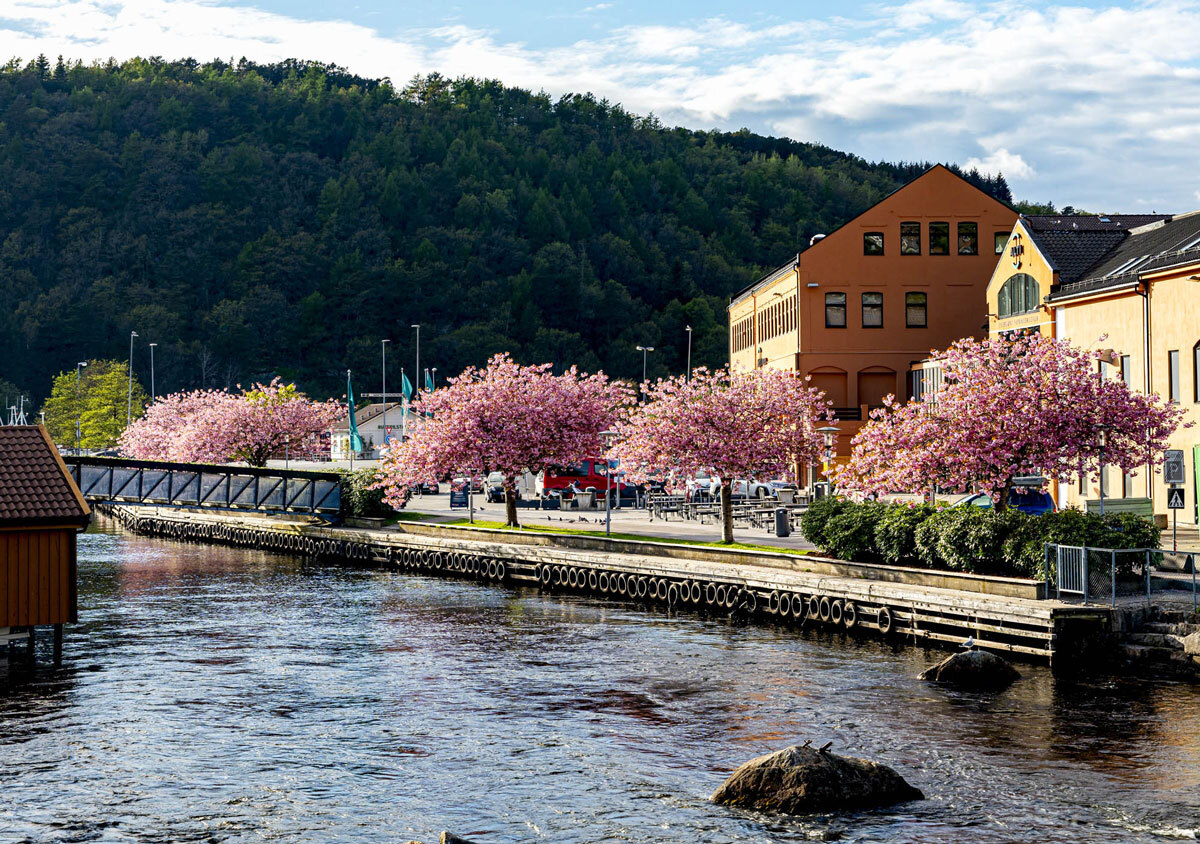 Eikunda en vårdag med blomster