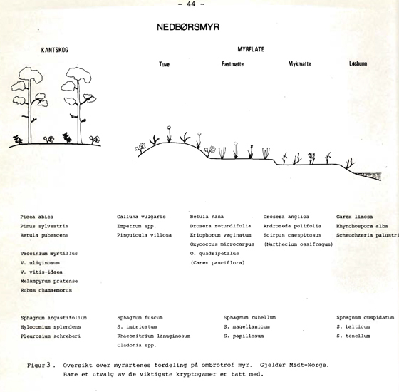 37+N-Trøndelag_BotRapp1983-1-50.jpg