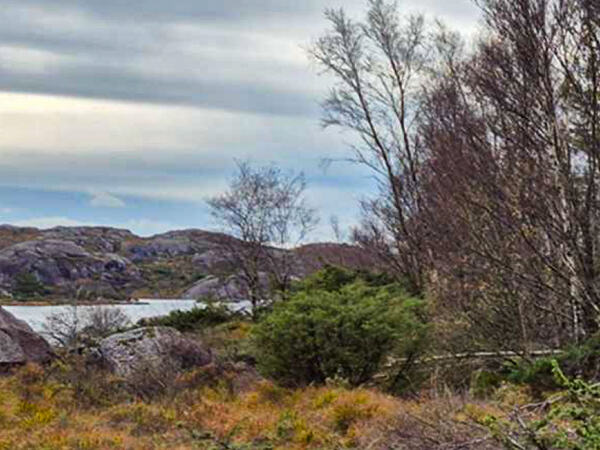 Et vann med skog på Hellvik