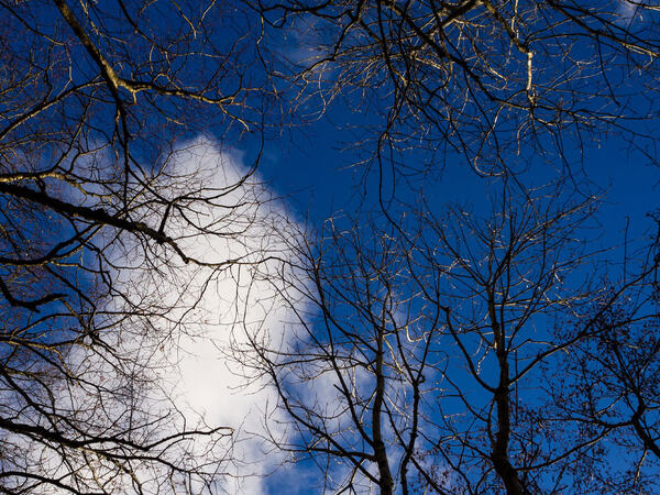 Vinterskog med blå himmel i bakgrunnen