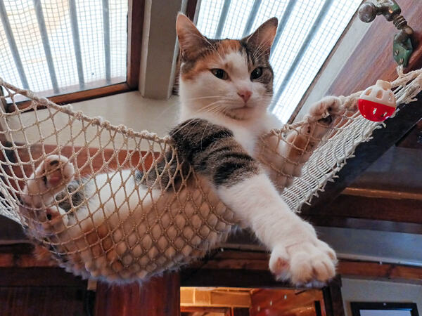 En katt om bord i en seilskute