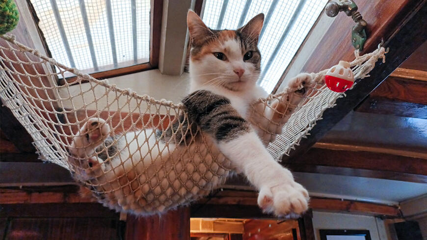 En katt om bord i en seilskute
