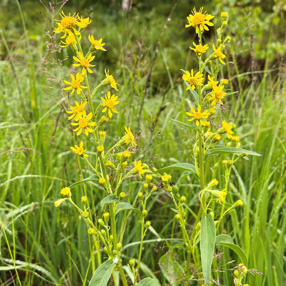 Bilde av blomsten Gullris