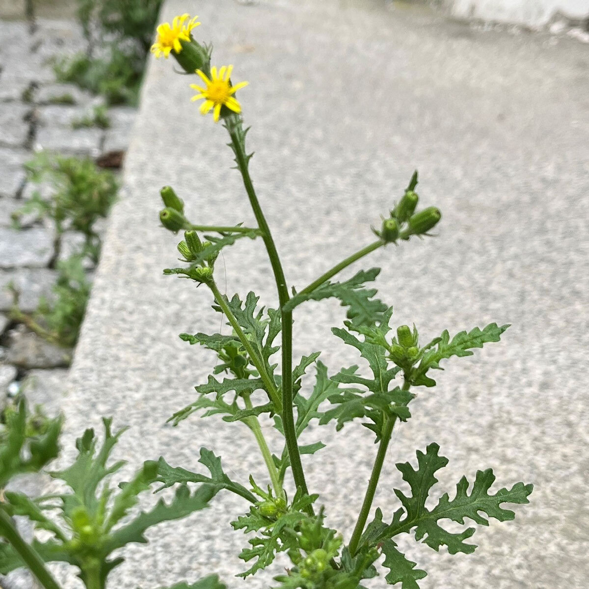 Eksempel på blomsten klistersvineblom