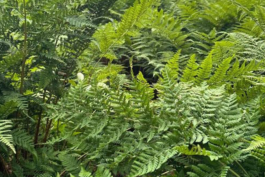 Sirkulær økonomi er en av løsningene for å bevare naturen. Foto: Standard Norge