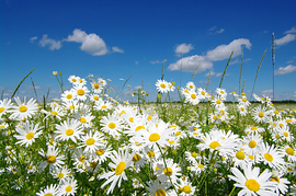 Blomstereng