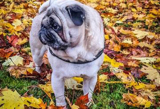 dog
