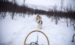 BARDU_WINTER_NLE_295