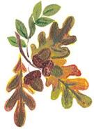 Eikeblad