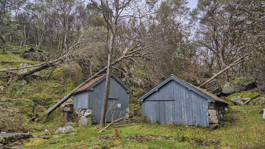Trær som har falt i Vandringshavn