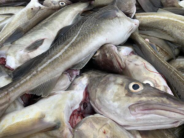 Linefanget torsk (foto: Lise Mangseth)