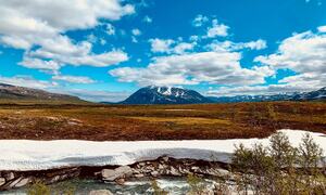 bilde Rohkunborri fra Fiskelauselva