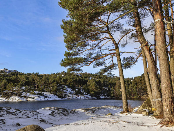 En skog nede ved sjøen i Eigersund
